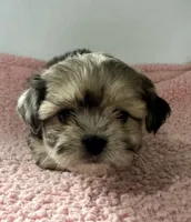 Patsy, a female Shihpoo for sale in Camden, MI – 7 of 7