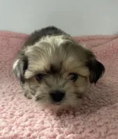 Patsy, a female Shihpoo for sale in Camden, MI – 2 of 7