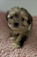 Patsy, a female Shihpoo for sale in Camden, MI – 3 of 7