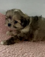 Patsy, a female Shihpoo for sale in Camden, MI – 6 of 7