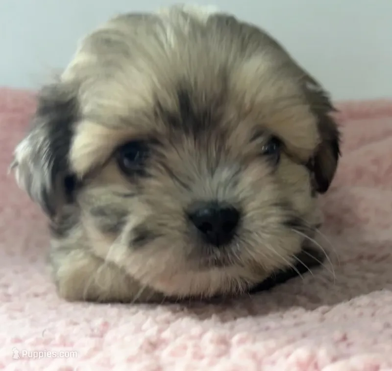 Patsy – Shihpoo puppy for sale in Camden, MI