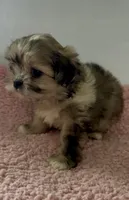 Patsy, a female Shihpoo for sale in Camden, MI – 5 of 7