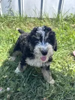 Willow, a female Miniature Bernedoodle for sale in Camden, MI – 7 of 7