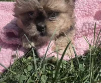 Daisy , a female Shihpoo for sale in Camden, MI – 3 of 8