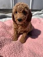 Bailey, a female Miniature Goldendoodle for sale in Camden, MI – 1 of 5