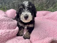 Mabel, a female Miniature Bernedoodle for sale in Camden, MI – 4 of 6