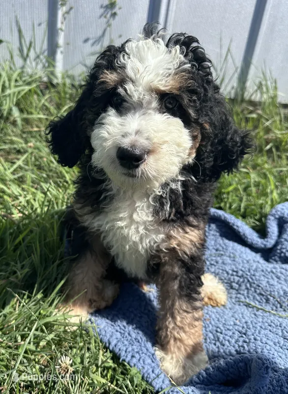Willie – Miniature Bernedoodle puppy for sale in Camden, MI