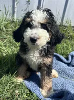 Willie, a male Miniature Bernedoodle for sale in Camden, MI – 1 of 5