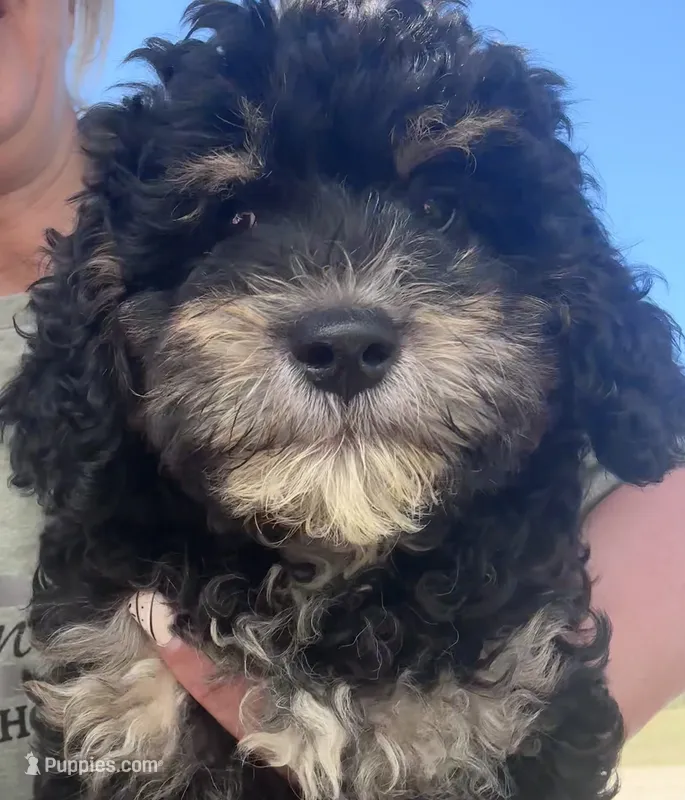 Trixie – Miniature Bernedoodle puppy for sale in Camden, MI