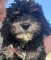 Trixie, a female Miniature Bernedoodle for sale in Camden, MI – 1 of 8