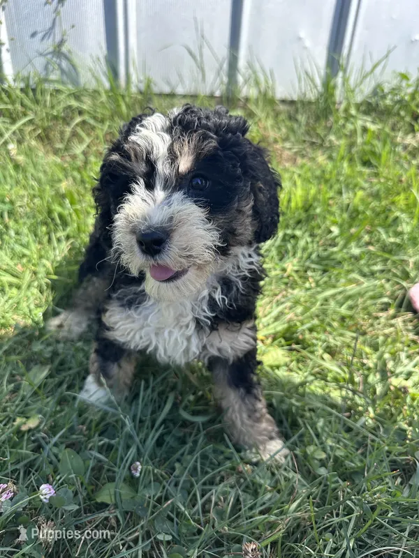 Willow – Miniature Bernedoodle puppy for sale in Camden, MI