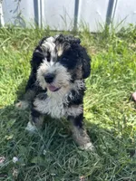 Willow, a female Miniature Bernedoodle for sale in Camden, MI – 1 of 7