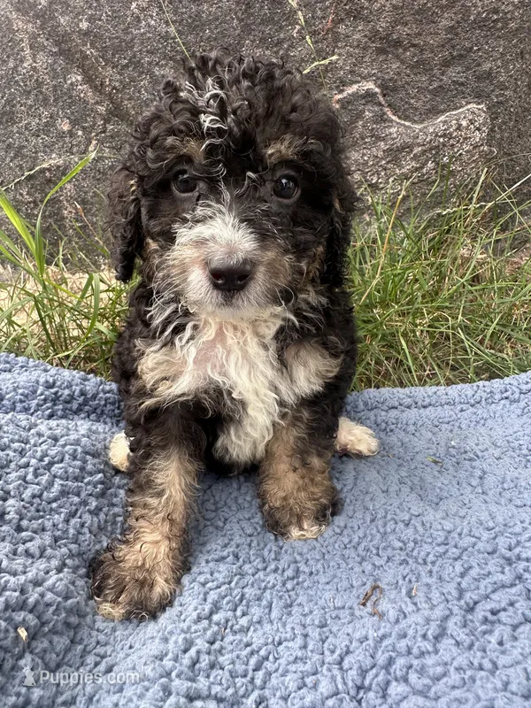 Winston  – Miniature Bernedoodle puppy for sale in Camden, MI