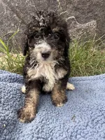 Winston , a male Miniature Bernedoodle for sale in Camden, MI – 1 of 8