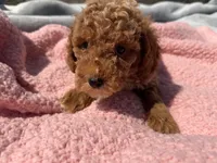 Brandy , a female Miniature Goldendoodle for sale in Camden, MI – 3 of 5