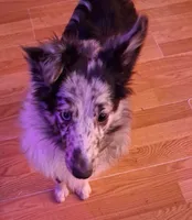 Marcus, a male Shetland Sheepdog for sale in Fernley, NV – 5 of 10