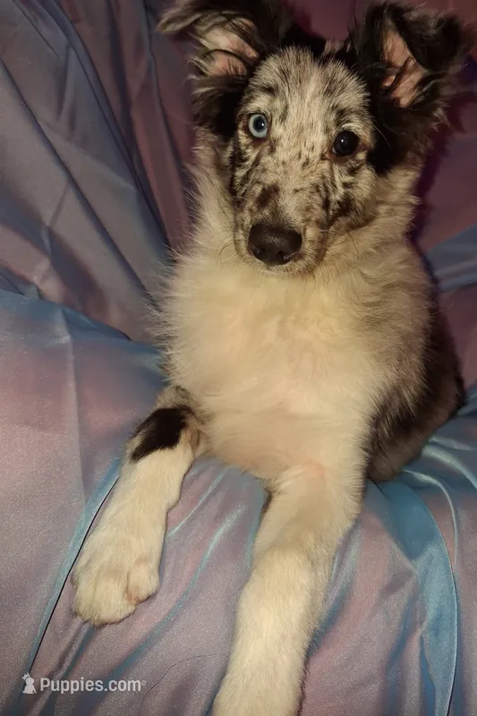Marcus – Shetland Sheepdog puppy for sale in Fernley, NV