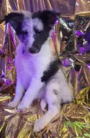 processed/88fd669b-d21a-4138-971c-3f2d242fb354/listing/2f304f16-3940-47c9-ba36-92fcfd6a0ca3/7b343723-2d72-4882-822f-b862fa99cea0