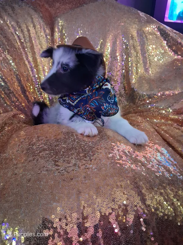 Cassius – Shetland Sheepdog puppy for sale in Fernley, NV