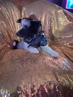 Cassius, a male Shetland Sheepdog for sale in Fernley, NV – 1 of 8