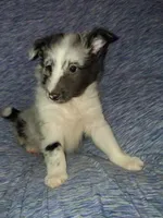 Cassius, a male Shetland Sheepdog for sale in Fernley, NV – 7 of 8
