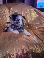 Cassius, a male Shetland Sheepdog for sale in Fernley, NV – 3 of 8