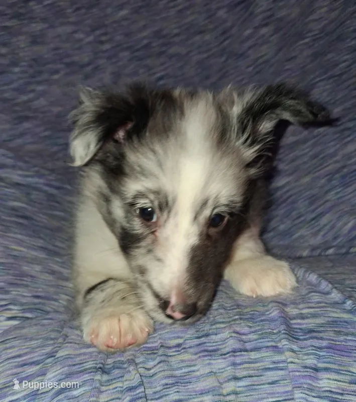 Cassius – Shetland Sheepdog puppy for sale in Fernley, NV