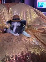 Cassius, a male Shetland Sheepdog for sale in Fernley, NV – 4 of 8