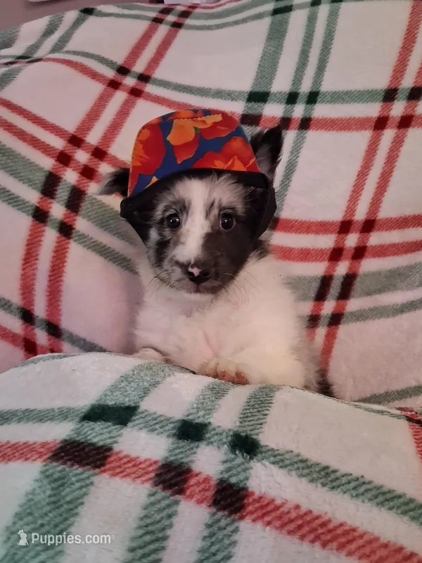 Cassius – Shetland Sheepdog puppy for sale in Fernley, NV