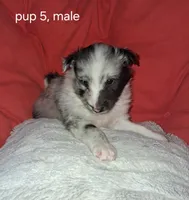 Cassius, a male Shetland Sheepdog for sale in Fernley, NV – Photo 2 of 2