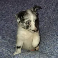 Cassius, a male Shetland Sheepdog for sale in Fernley, NV – 8 of 8