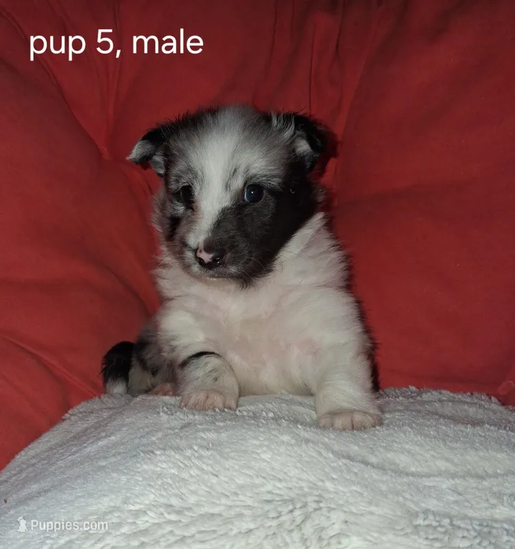 Cassius – Shetland Sheepdog puppy for sale in Fernley, NV