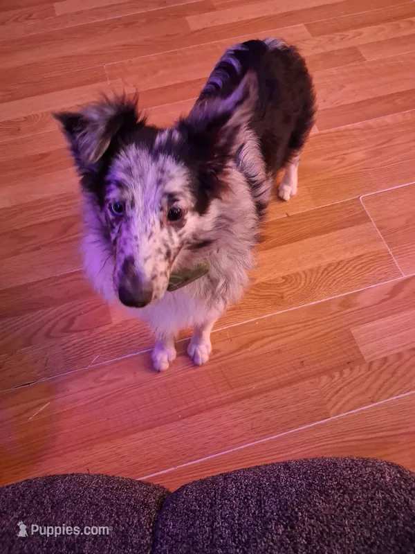 Marcus – Shetland Sheepdog puppy for sale in Fernley, NV