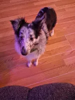 Marcus, a male Shetland Sheepdog for sale in Fernley, NV – 7 of 10