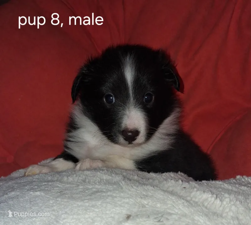 Arcturus – Shetland Sheepdog puppy on hold in Fernley, NV