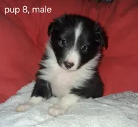 Arcturus, a male Shetland Sheepdog for sale in Fernley, NV – Photo 2 of 2