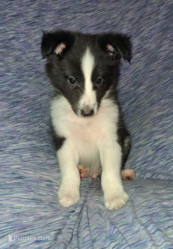 Aragon – Shetland Sheepdog puppy for sale in Fernley, NV