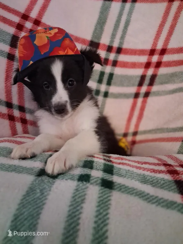 Aragon – Shetland Sheepdog puppy for sale in Fernley, NV