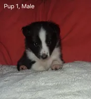 Aragon, a male Shetland Sheepdog for sale in Fernley, NV – Photo 1 of 2