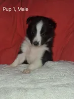 Aragon, a male Shetland Sheepdog for sale in Fernley, NV – Photo 2 of 2