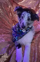 Marcus, a male Shetland Sheepdog for sale in Fernley, NV – 4 of 5