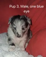 Marcus, a male Shetland Sheepdog for sale in Fernley, NV – Photo 2 of 2