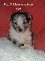 Marcus, a male Shetland Sheepdog for sale in Fernley, NV – Photo 1 of 2