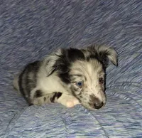 Marcus, a male Shetland Sheepdog for sale in Fernley, NV – 8 of 8