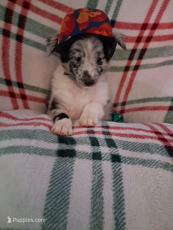 Marcus – Shetland Sheepdog puppy for sale in Fernley, NV