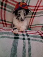Marcus, a male Shetland Sheepdog for sale in Fernley, NV – 6 of 8
