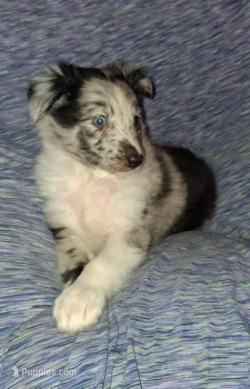 Marcus – Shetland Sheepdog puppy for sale in Fernley, NV