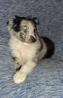 Marcus, a male Shetland Sheepdog for sale in Fernley, NV – 1 of 8