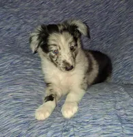 Marcus, a male Shetland Sheepdog for sale in Fernley, NV – 2 of 8