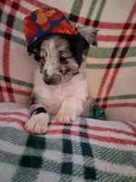 Marcus, a male Shetland Sheepdog for sale in Fernley, NV – 7 of 8